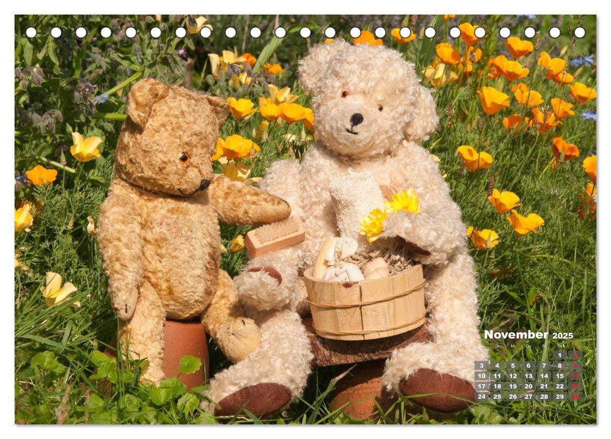 Bild: 9783435575251 | Geliebte Bären - Teddys (Tischkalender 2025 DIN A5 quer), CALVENDO...