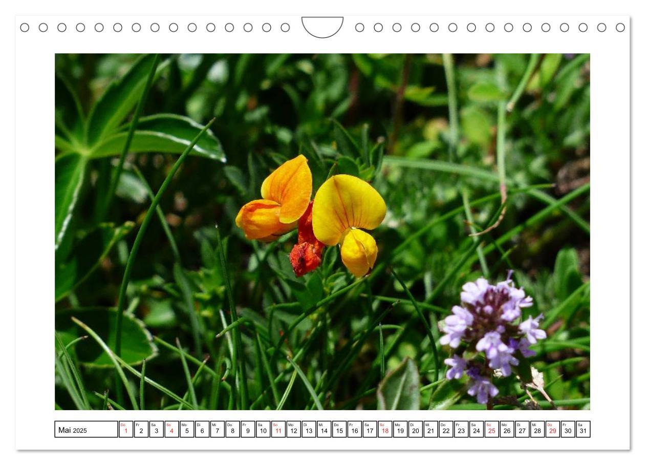 Bild: 9783435599516 | Alpenblumen. Bunte Welt in luftiger Höhe (Wandkalender 2025 DIN A4...