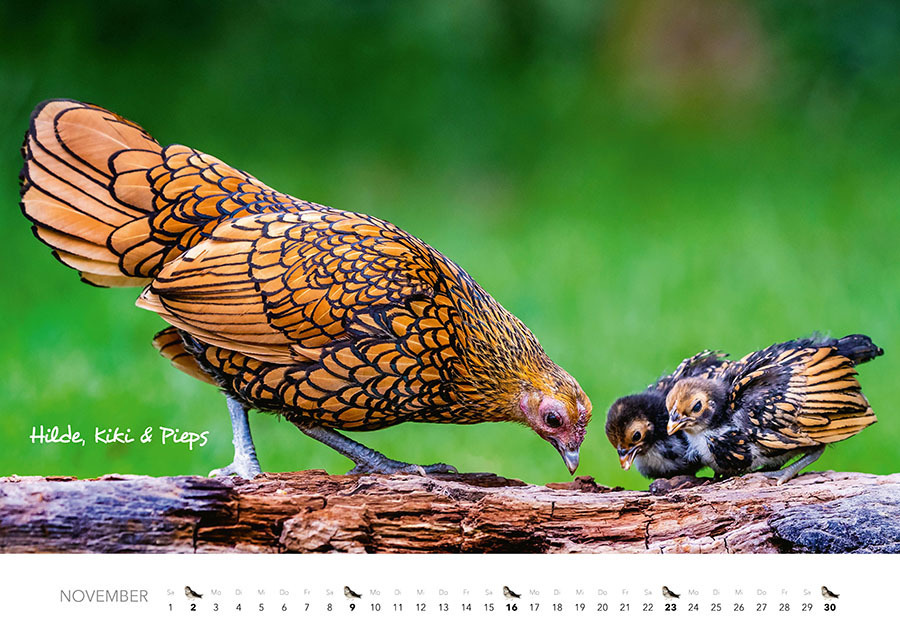 Bild: 9783966648349 | Tierkinder auf dem Bauernhof Kalender 2025 | J.-L. Klein (u. a.)