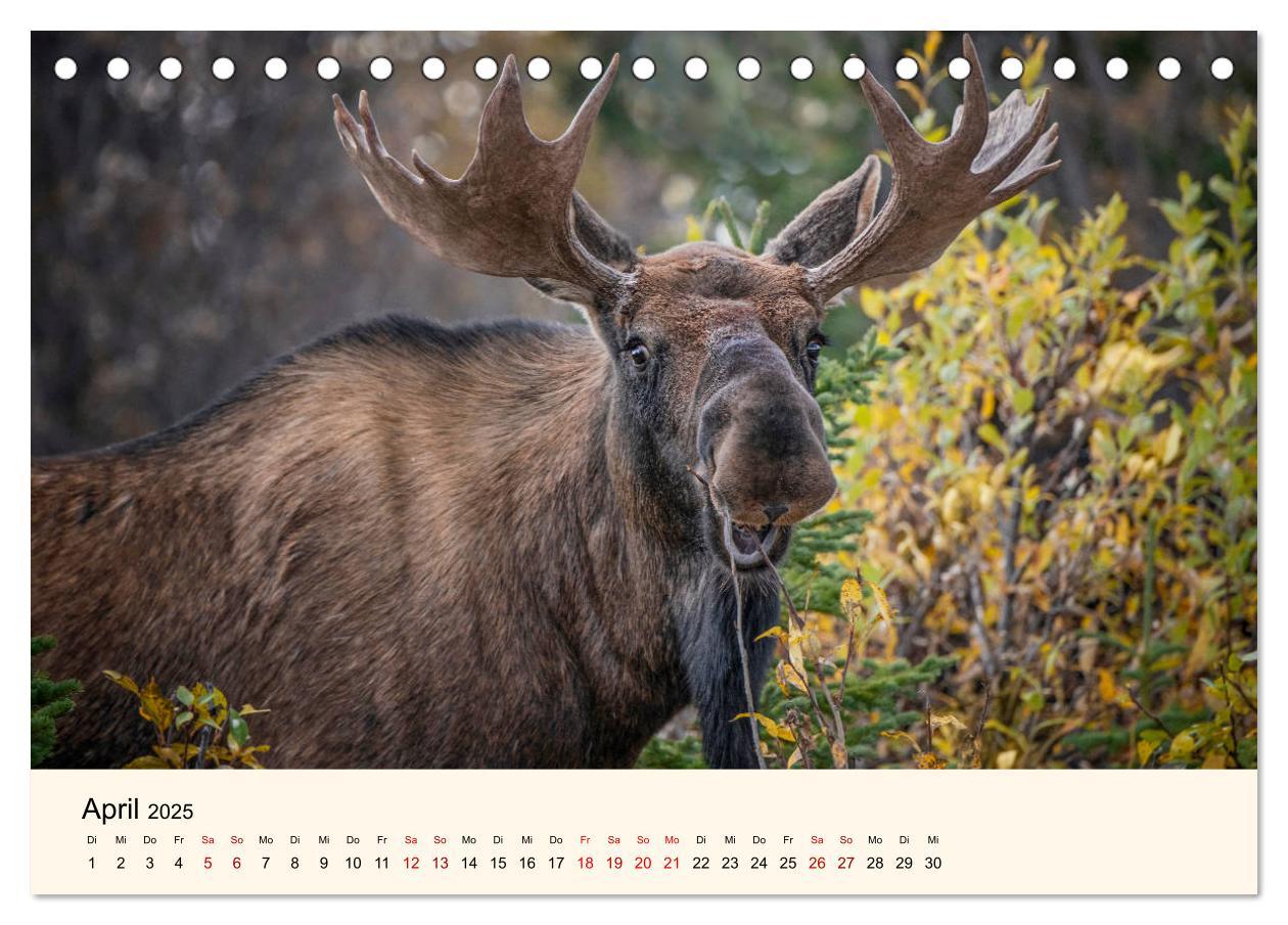 Bild: 9783435129089 | Der Elch - König des Nordens (Tischkalender 2025 DIN A5 quer),...