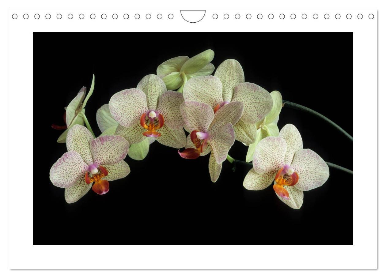 Bild: 9783435820474 | Orchideen 2025 (Wandkalender 2025 DIN A4 quer), CALVENDO...