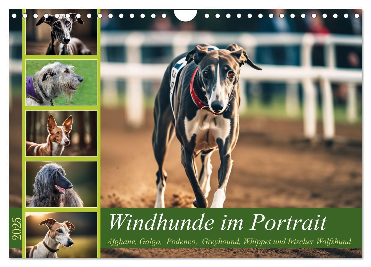 Cover: 9783457162057 | Windhunde im Portrait (Wandkalender 2025 DIN A4 quer), CALVENDO...