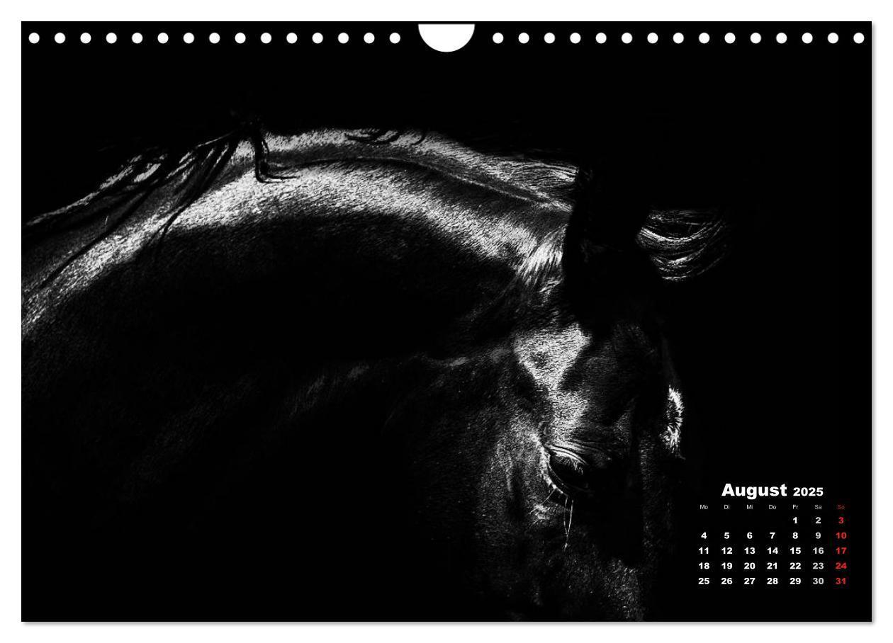 Bild: 9783435630905 | Pferde zwischen Licht und Schatten (Wandkalender 2025 DIN A4 quer),...