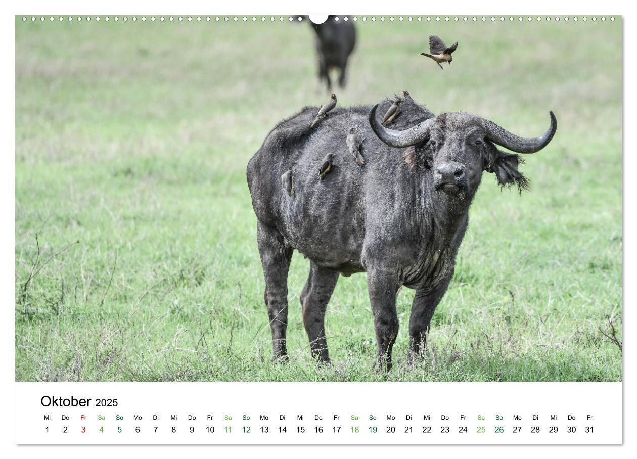 Bild: 9783435238248 | Büffel - wild und schön (Wandkalender 2025 DIN A2 quer), CALVENDO...