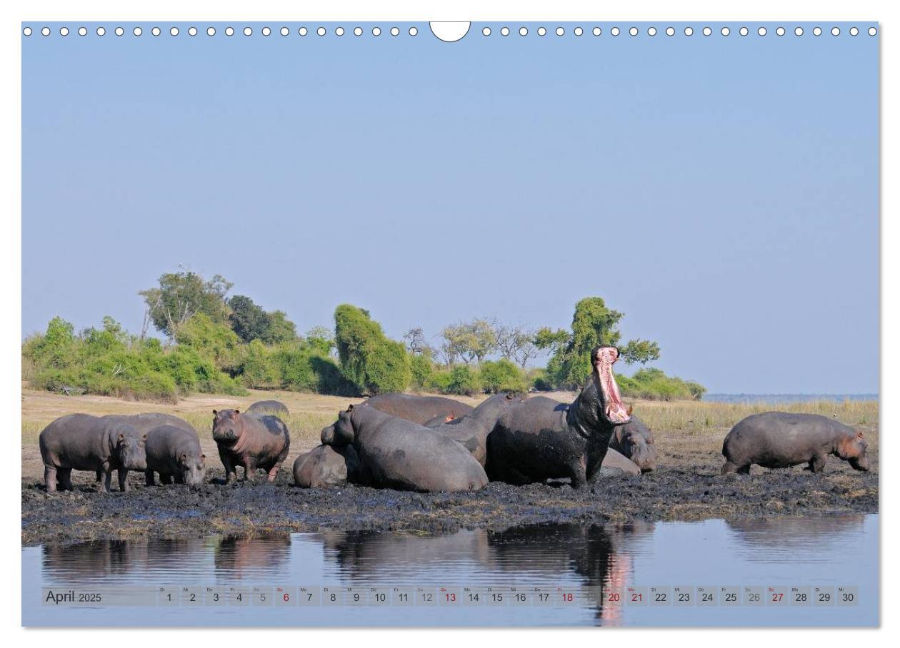 Bild: 9783435760855 | Flusspferde Magie des Augenblicks - Hippos in Afrika (Wandkalender...