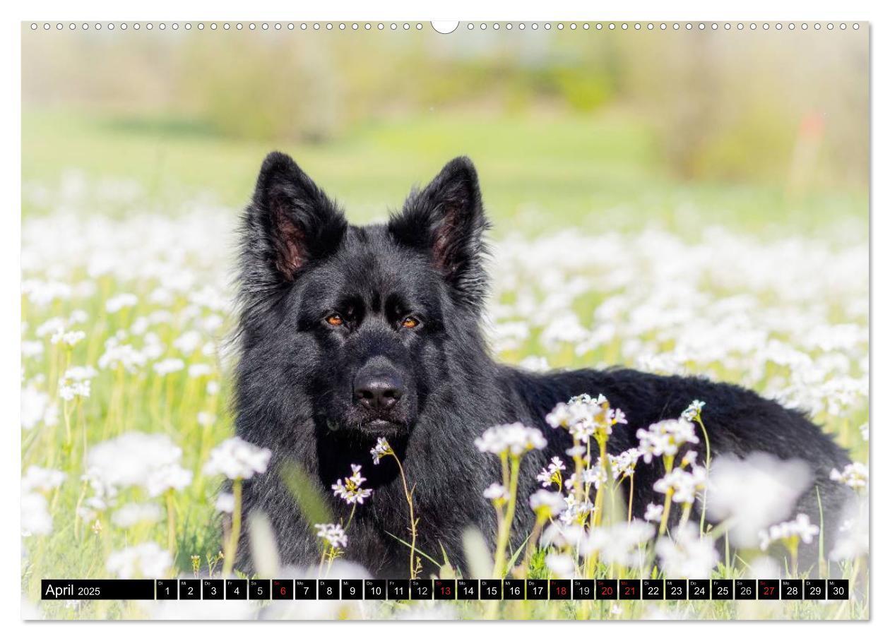 Bild: 9783435572342 | Schwarz ist schön! Der lackschwarze altdeutsche Schäferhund...