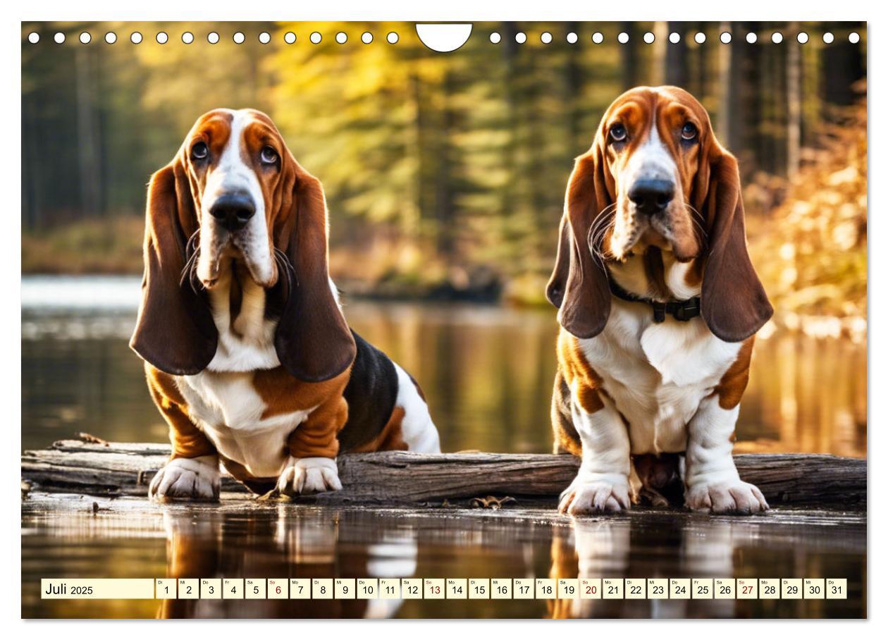 Bild: 9783457054208 | Basset Hound - unverkennbar (Wandkalender 2025 DIN A4 quer),...