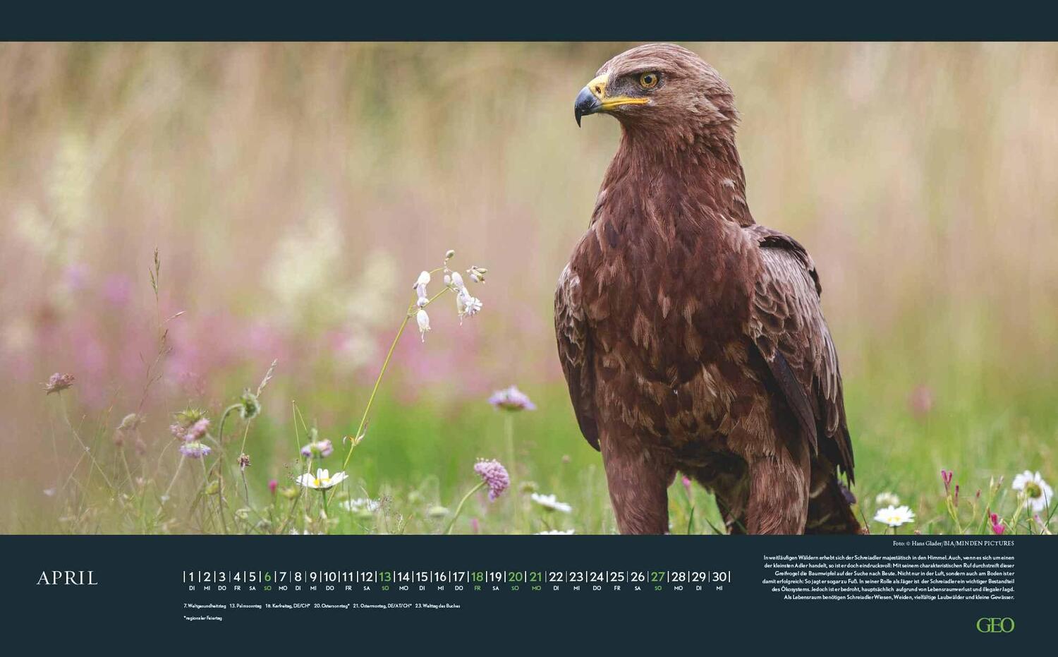 Bild: 4002725988645 | GEO Bedrohte Tierwelt 2025 - Wand-Kalender - Tier-Kalender -...