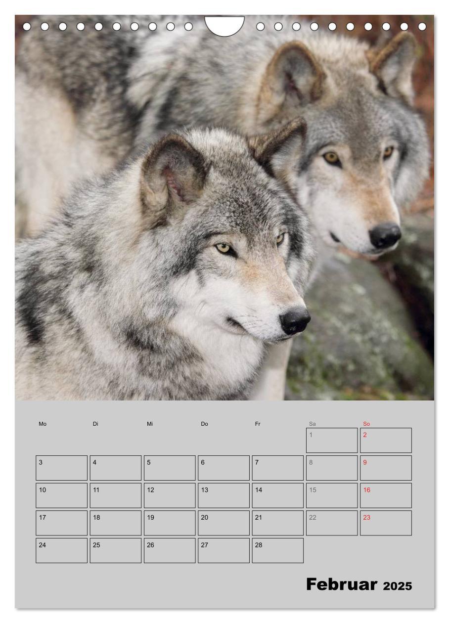 Bild: 9783457024201 | Wolf-Gesichter (Wandkalender 2025 DIN A4 hoch), CALVENDO...