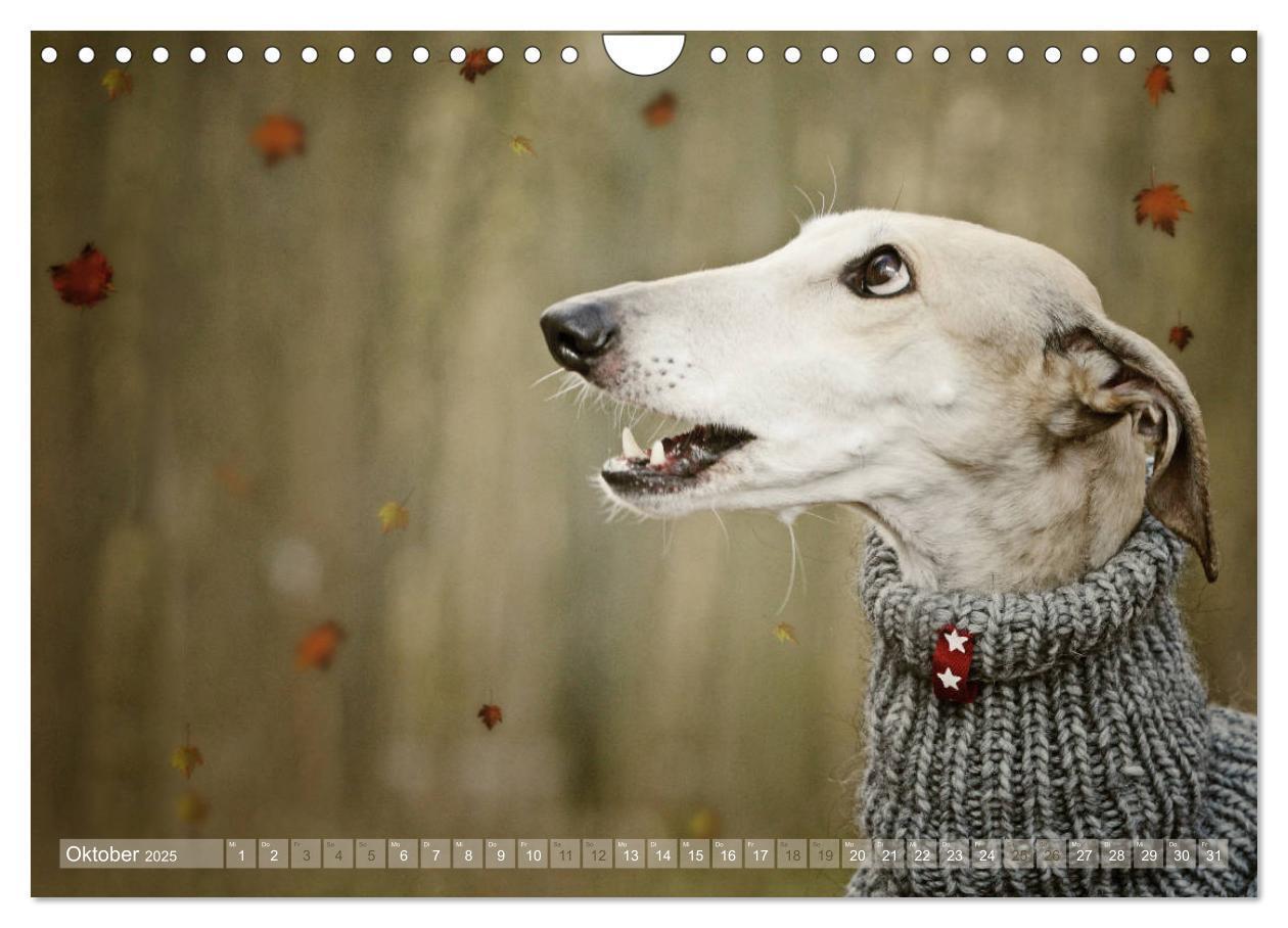 Bild: 9783435441198 | Zauberhafte Windhunde (Wandkalender 2025 DIN A4 quer), CALVENDO...