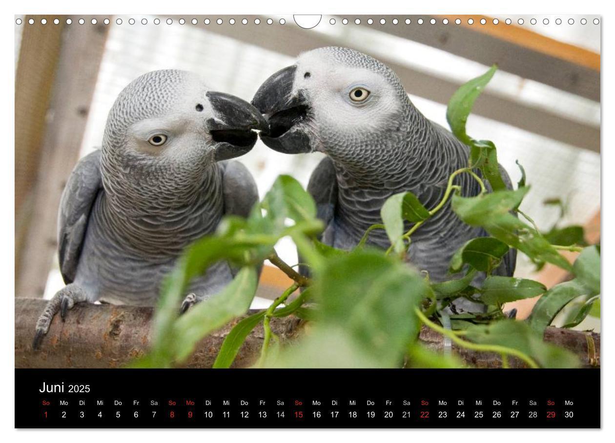 Bild: 9783435626168 | Graupapageien zum Verlieben (Wandkalender 2025 DIN A3 quer),...