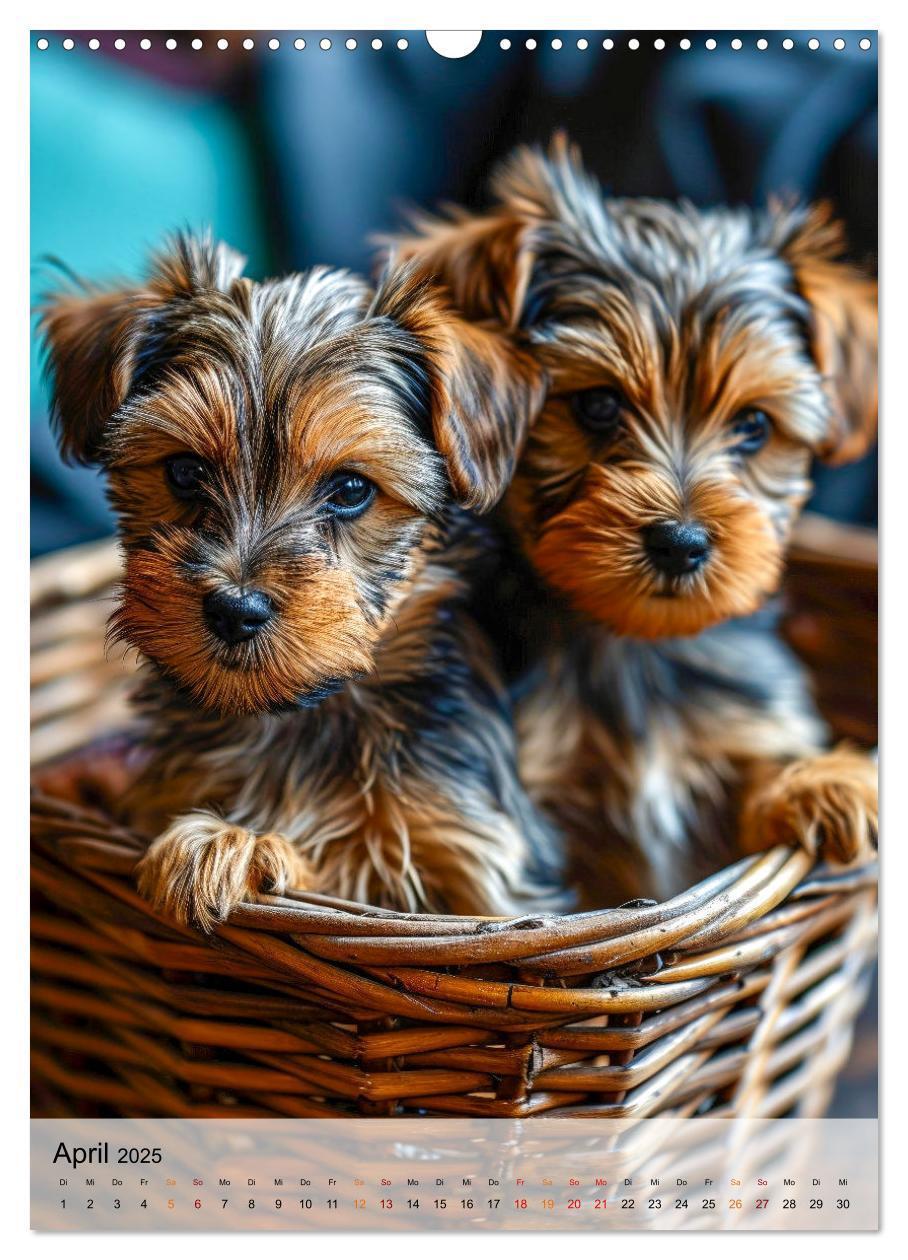 Bild: 9783383771712 | Yorkshire Terrier - ein Hund mit starkem Charakter (Wandkalender...