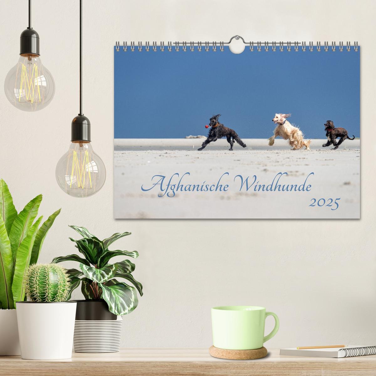 Bild: 9783435413706 | AFGHANISCHE WINDHUNDE 2025 (Wandkalender 2025 DIN A4 quer),...