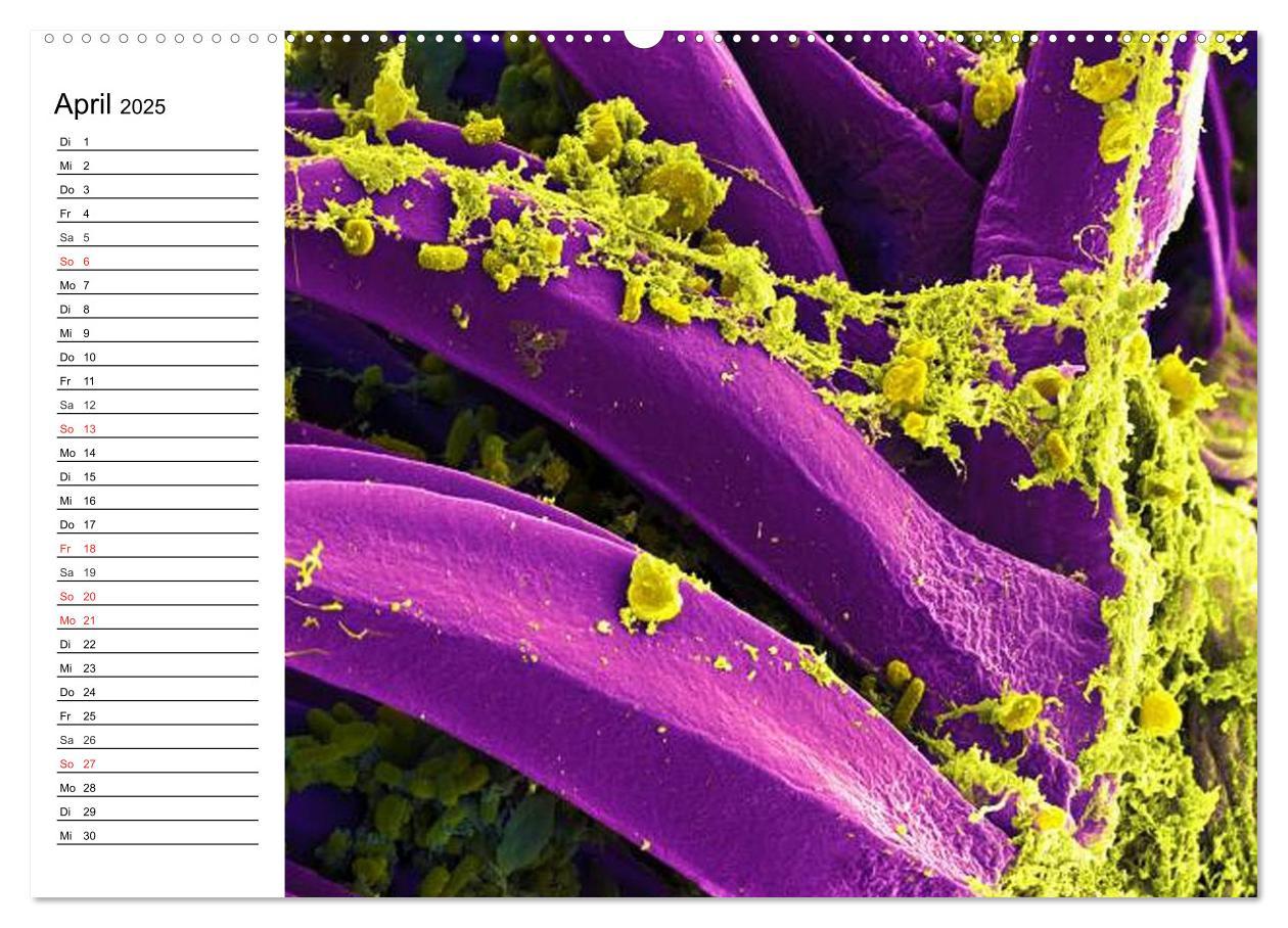 Bild: 9783435482962 | Mikrobiologie. Mikroorganismen, Genetik und Zellen (Wandkalender...