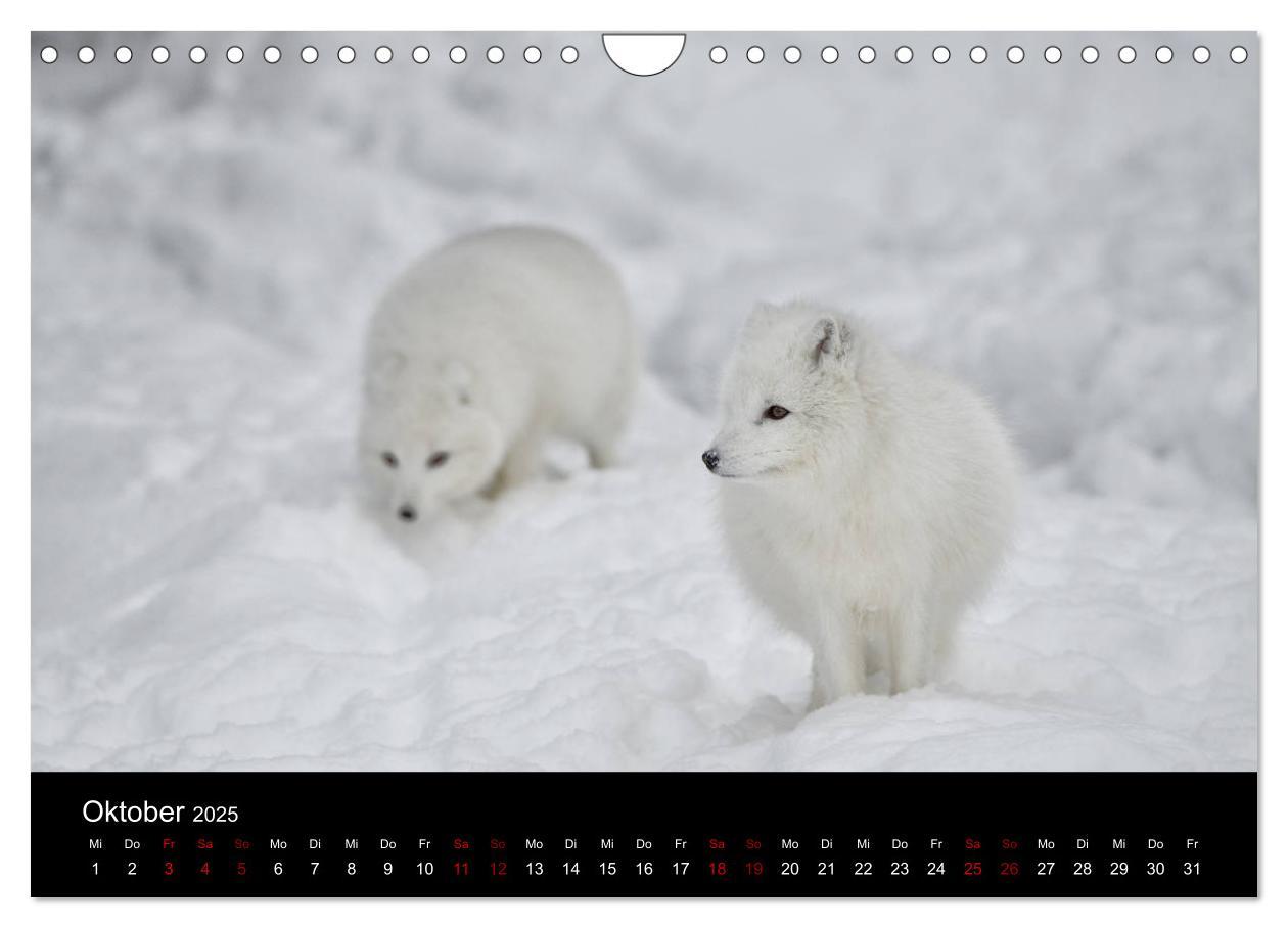 Bild: 9783435441167 | Polarfuchsstudien Wildlife (Wandkalender 2025 DIN A4 quer),...