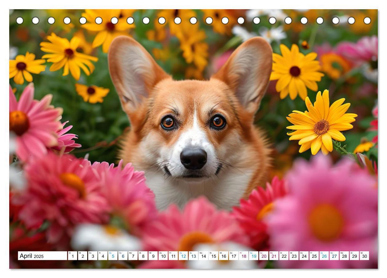 Bild: 9783383776137 | Happy Corgis (Tischkalender 2025 DIN A5 quer), CALVENDO Monatskalender