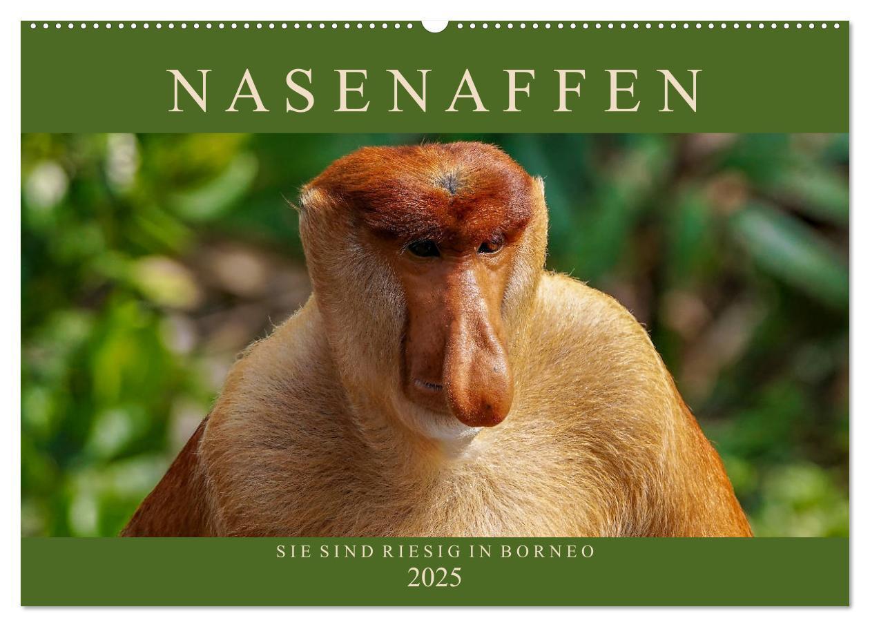 Cover: 9783435218493 | Nasenaffen von Borneo (Wandkalender 2025 DIN A2 quer), CALVENDO...