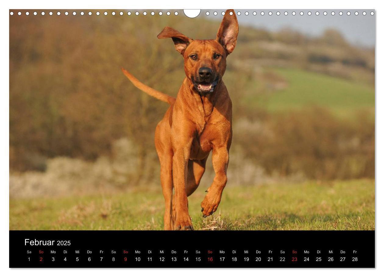 Bild: 9783435759750 | Rhodesian Ridgeback 2025 (Wandkalender 2025 DIN A3 quer), CALVENDO...