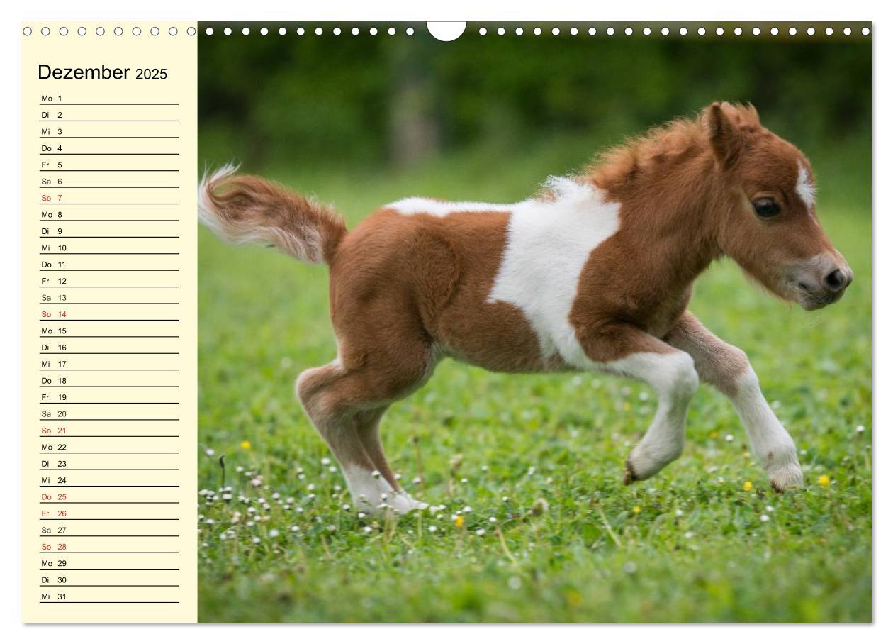 Bild: 9783435651825 | Ponys. Herzensbrecher mit Grips (Wandkalender 2025 DIN A3 quer),...