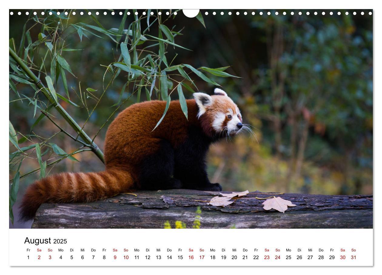 Bild: 9783435330140 | Rote Pandas - geschickte Kletterer (Wandkalender 2025 DIN A3 quer),...