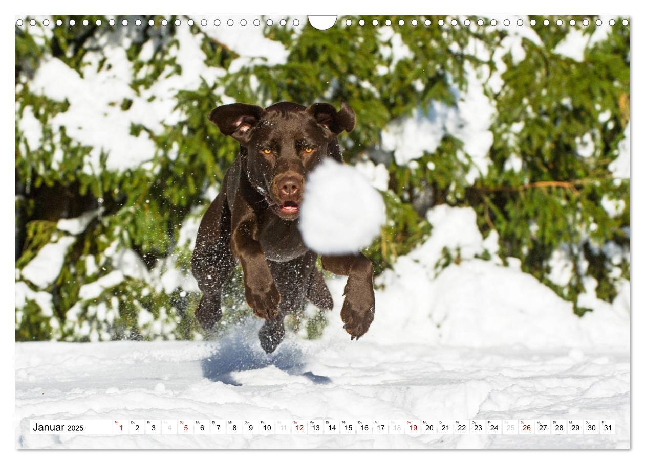 Bild: 9783435312658 | Freund auf 4 Pfoten - Labrador Retriever (Wandkalender 2025 DIN A3...