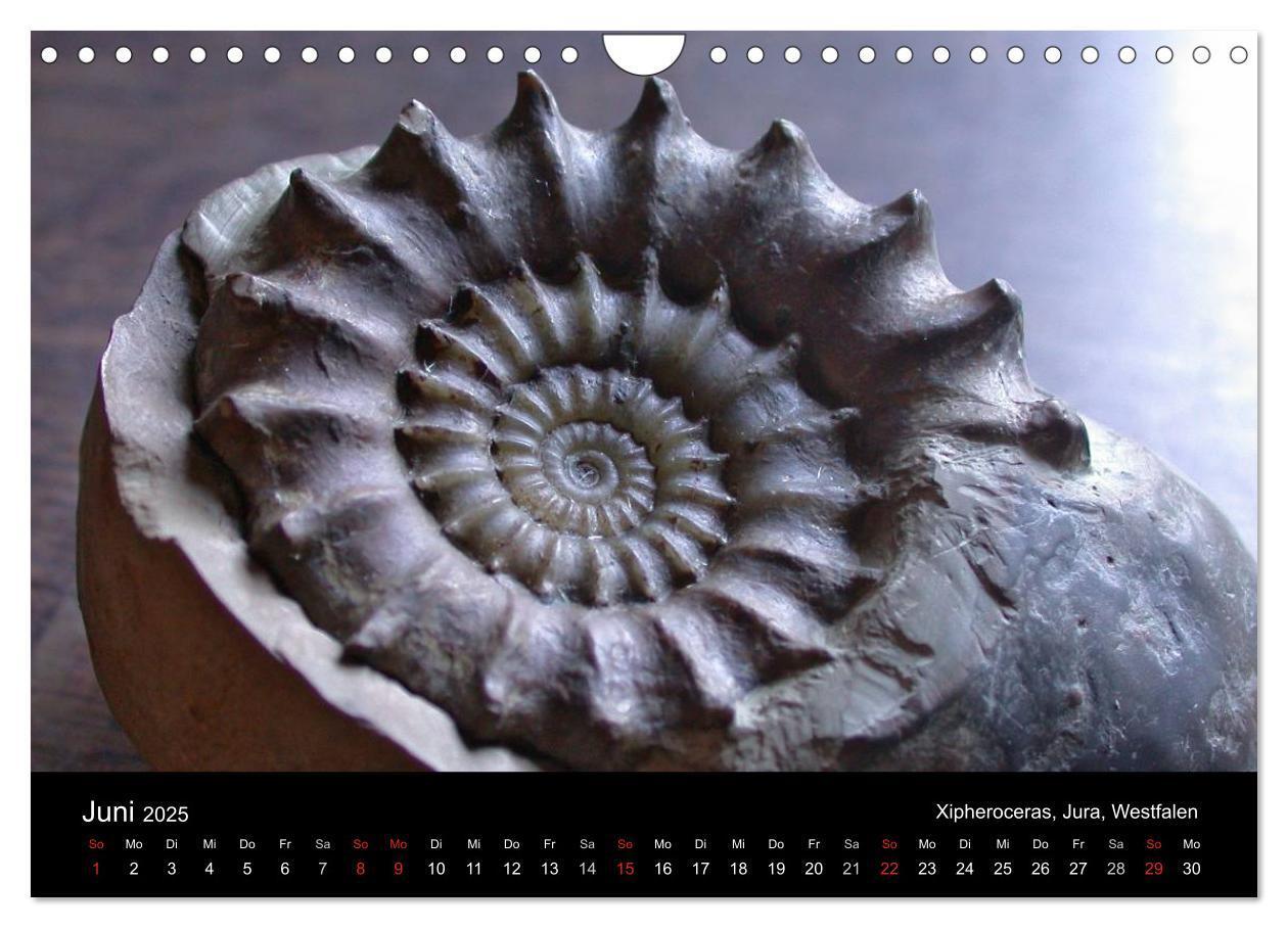 Bild: 9783435772056 | Fossilien - Zeugen der Urzeit (Wandkalender 2025 DIN A4 quer),...