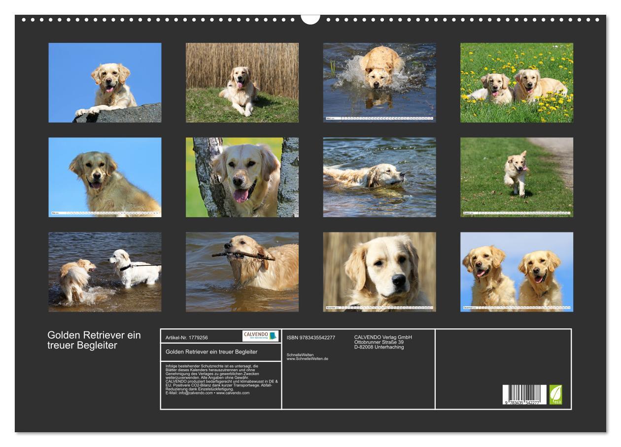 Bild: 9783435542277 | Golden Retriever ein treuer Begleiter (Wandkalender 2025 DIN A2...