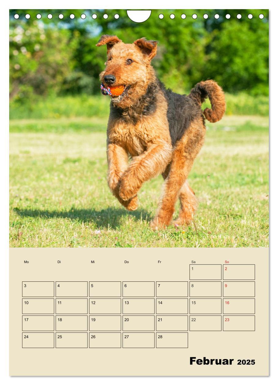 Bild: 9783435960866 | Airedale Terrier - Temperament auf 4 Pfoten (Wandkalender 2025 DIN...