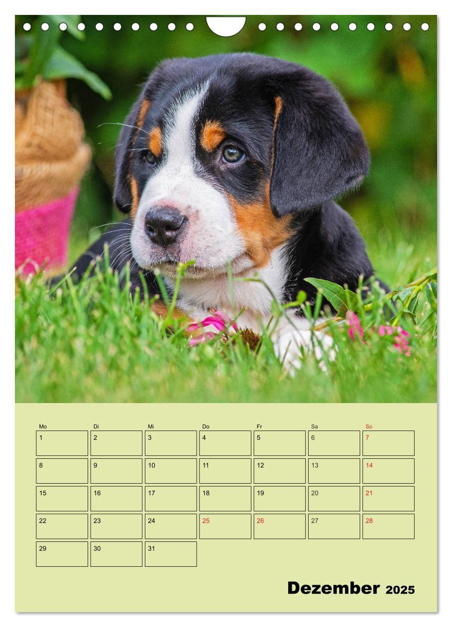 Bild: 9783435960323 | Familienplaner Großer Schweizer Sennenhund (Wandkalender 2025 DIN...