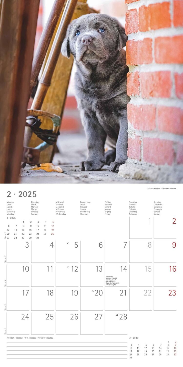 Bild: 4251732340667 | Welpen 2025 - Broschürenkalender 30x30 cm (30x60 geöffnet) -...