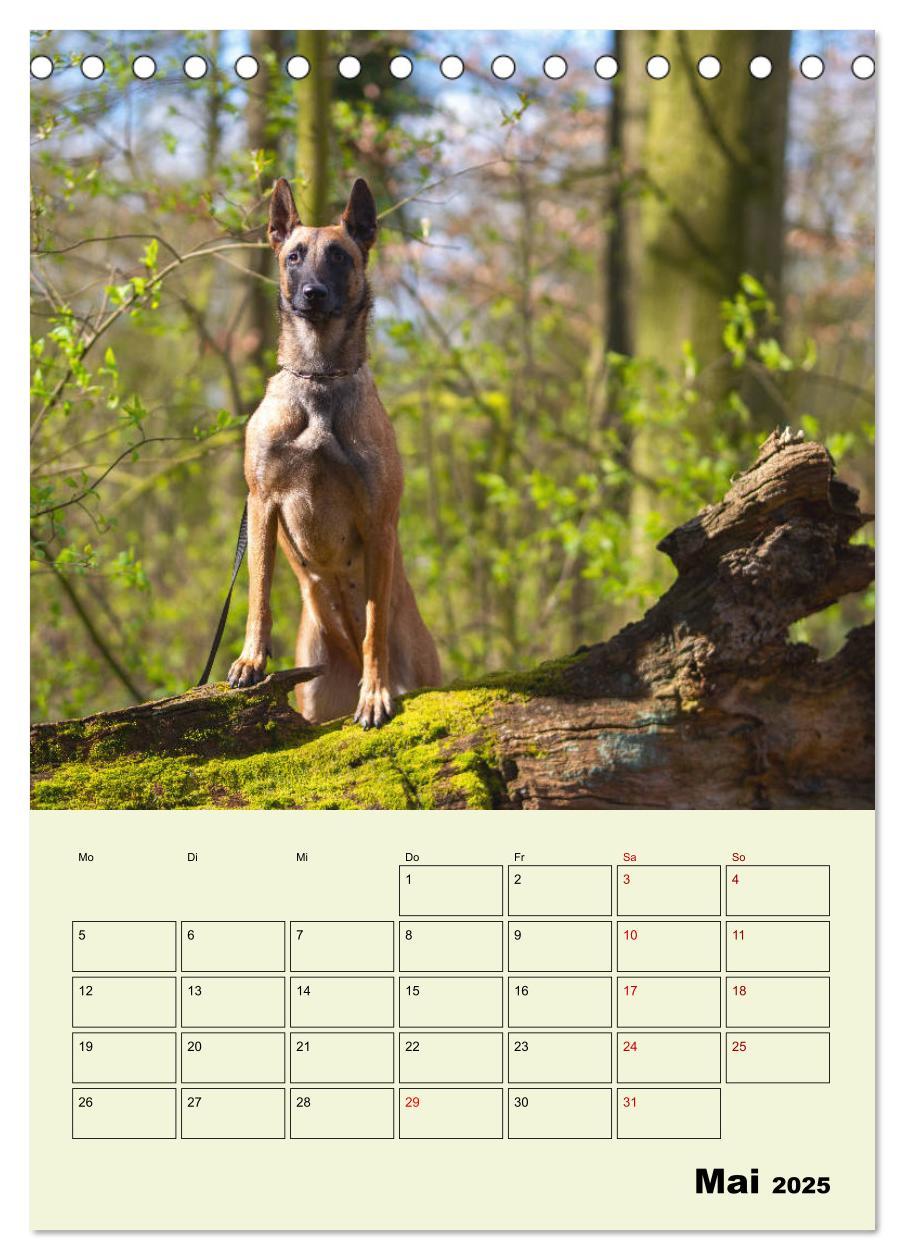 Bild: 9783435946143 | Malinois verlässliche Begleiter (Tischkalender 2025 DIN A5 hoch),...