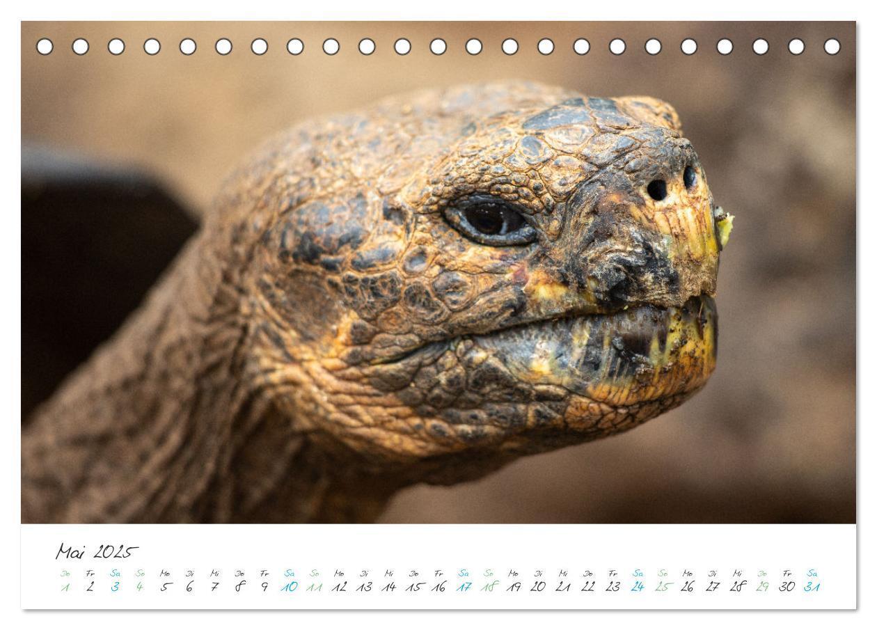 Bild: 9783383883361 | Die Riesenschildkröten der Galapagos Inseln (Tischkalender 2025 DIN...