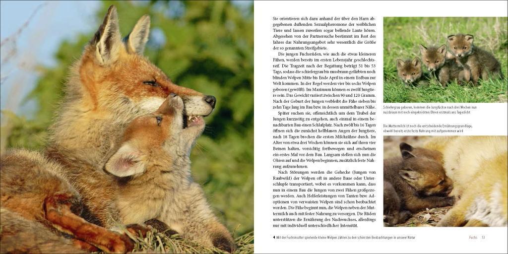 Bild: 9783942477611 | Räuber in heimischen Wäldern | Fuchs, Dachs, Marderhund und Waschbär