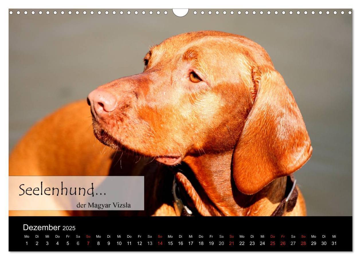 Bild: 9783435518838 | Magyar Vizsla - Zauberhafte Kobolde (Wandkalender 2025 DIN A3...