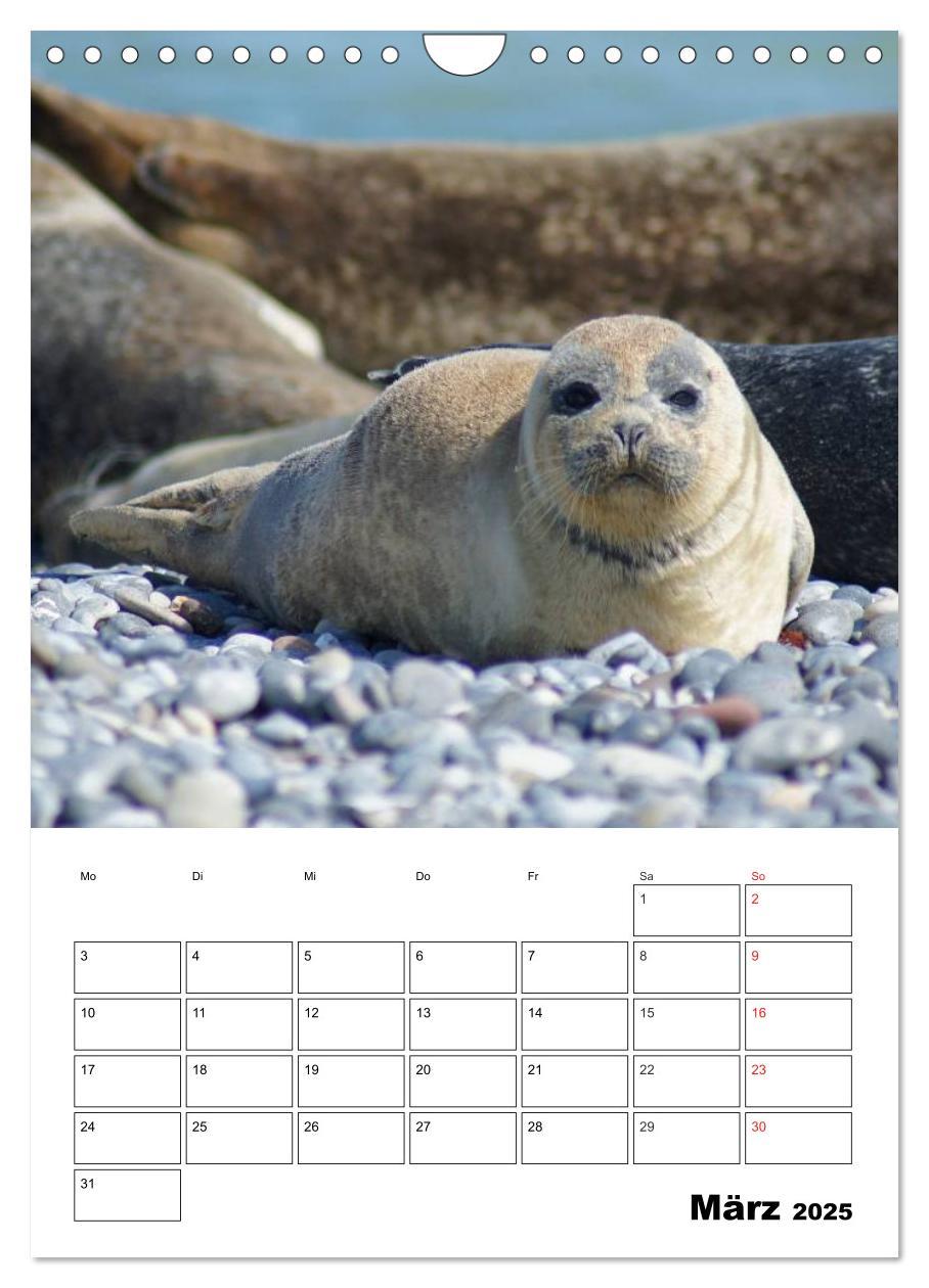 Bild: 9783457010945 | Liebenswerte Robben (Wandkalender 2025 DIN A4 hoch), CALVENDO...