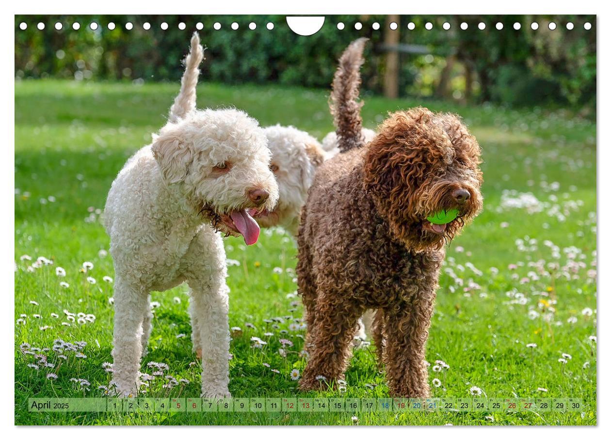 Bild: 9783435296095 | Lagotto Romagnolo in den Alpen 2025 (Wandkalender 2025 DIN A4...