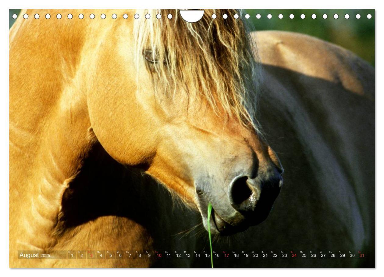 Bild: 9783435754533 | Fjordpferde - Norweger (Wandkalender 2025 DIN A4 quer), CALVENDO...