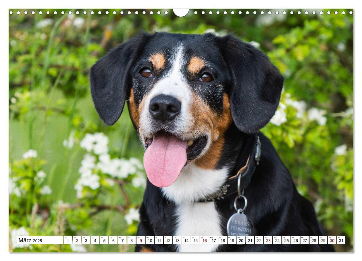 Bild: 9783435313051 | Mein bester Freund - Entlebucher Sennenhund (Wandkalender 2025 DIN...