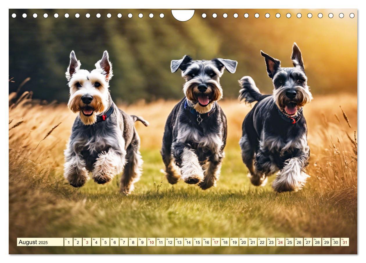 Bild: 9783457016145 | Schnauzer - vielseitige Allrounder (Wandkalender 2025 DIN A4 quer),...