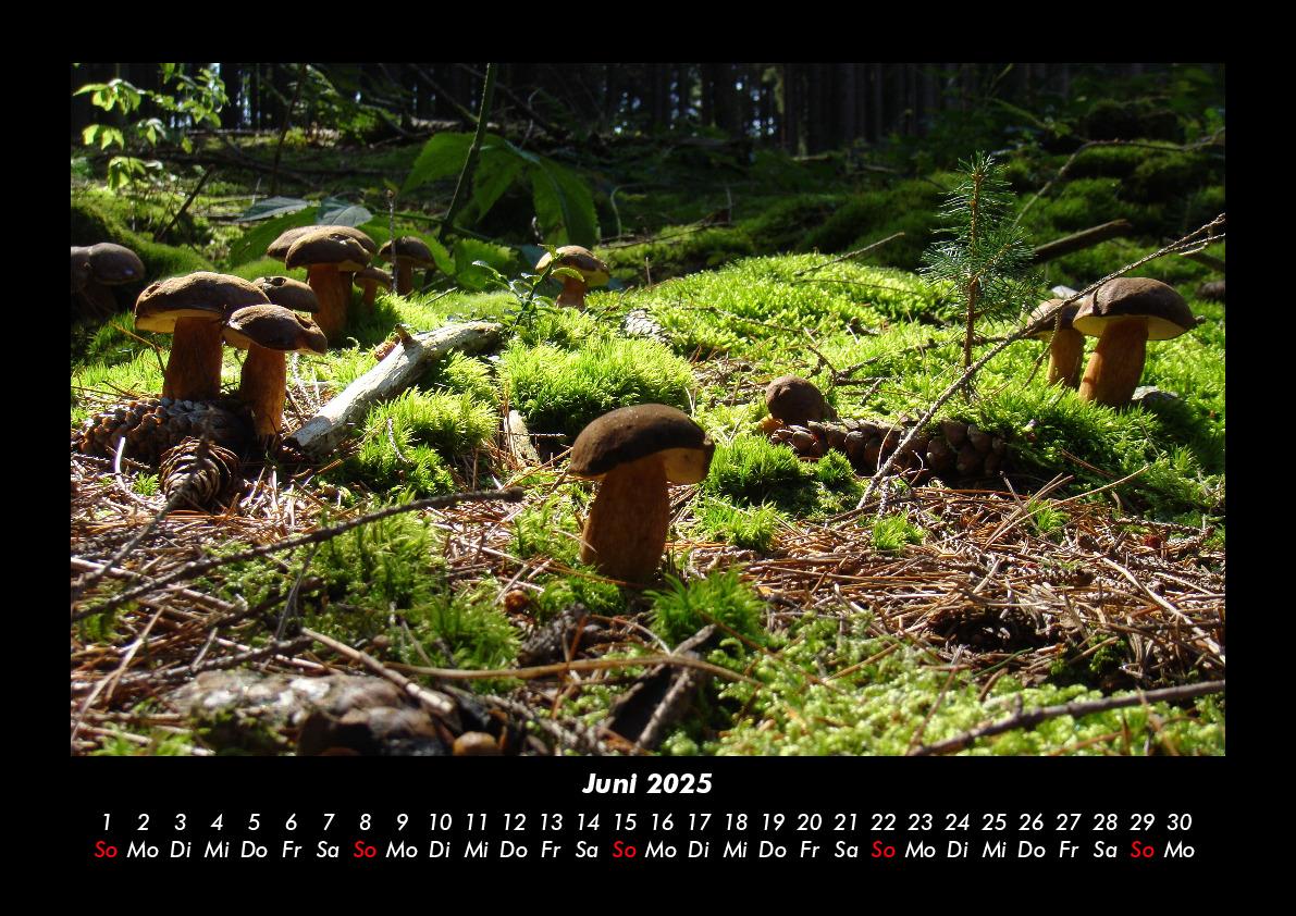 Bild: 9783755975960 | Pilzkalender 2025 Fotokalender DIN A3 | Tobias Becker | Kalender