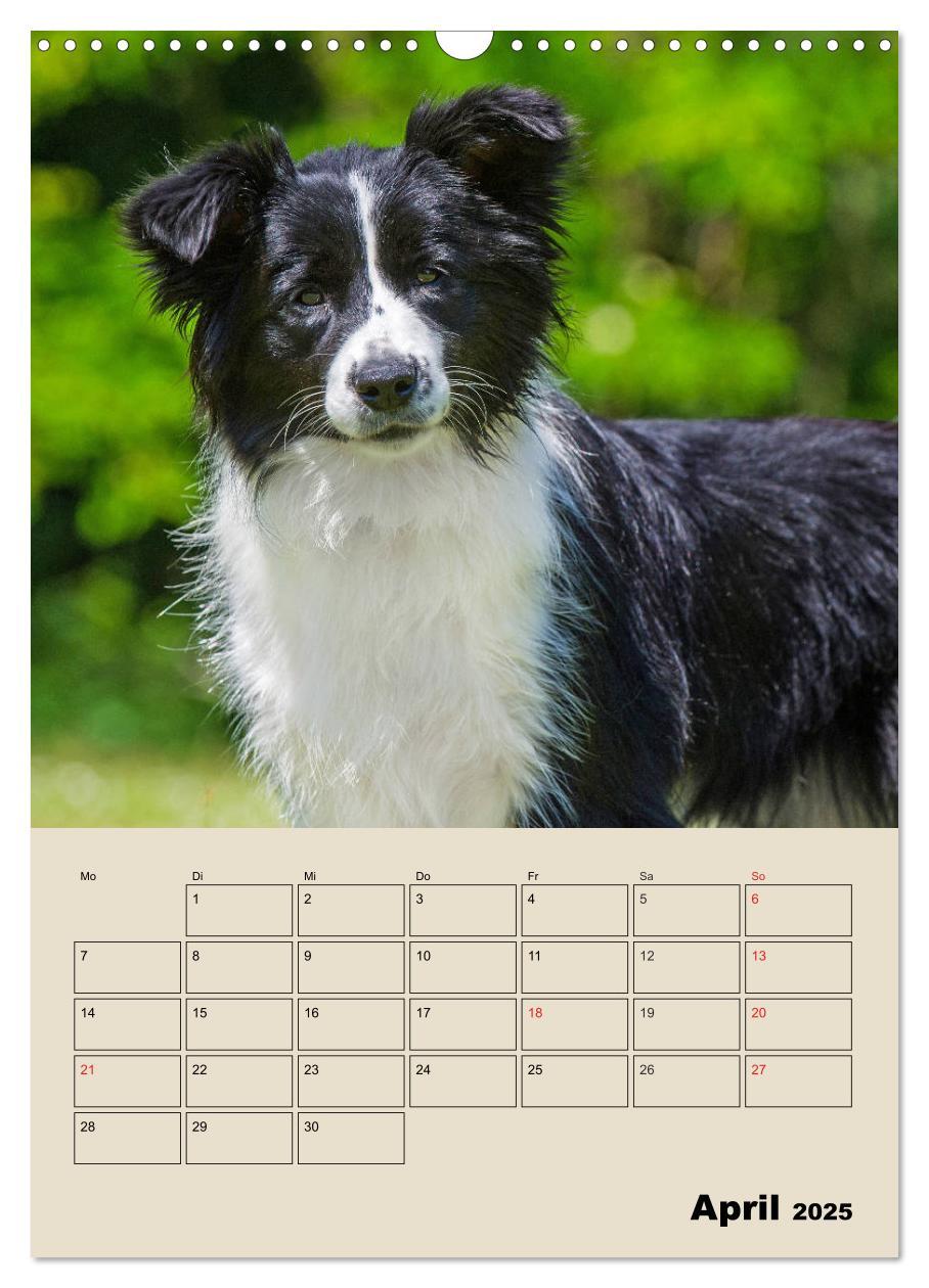 Bild: 9783435959204 | Border Collie - Ein Familienplaner (Wandkalender 2025 DIN A3 hoch),...