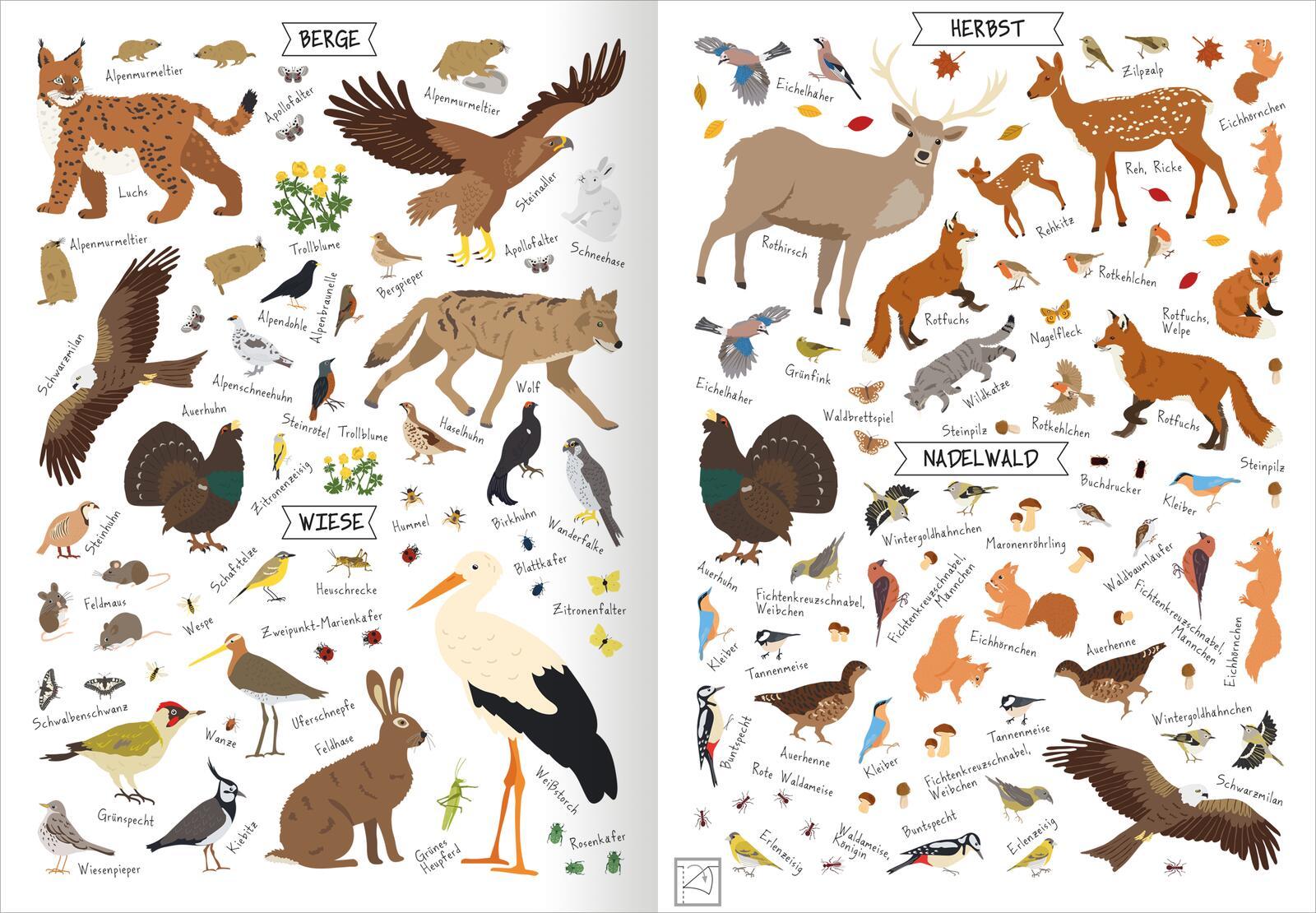 Bild: 9783845860817 | Naturforscher-Kids - Stickerheft Heimische Tierwelt | Über 300 Sticker