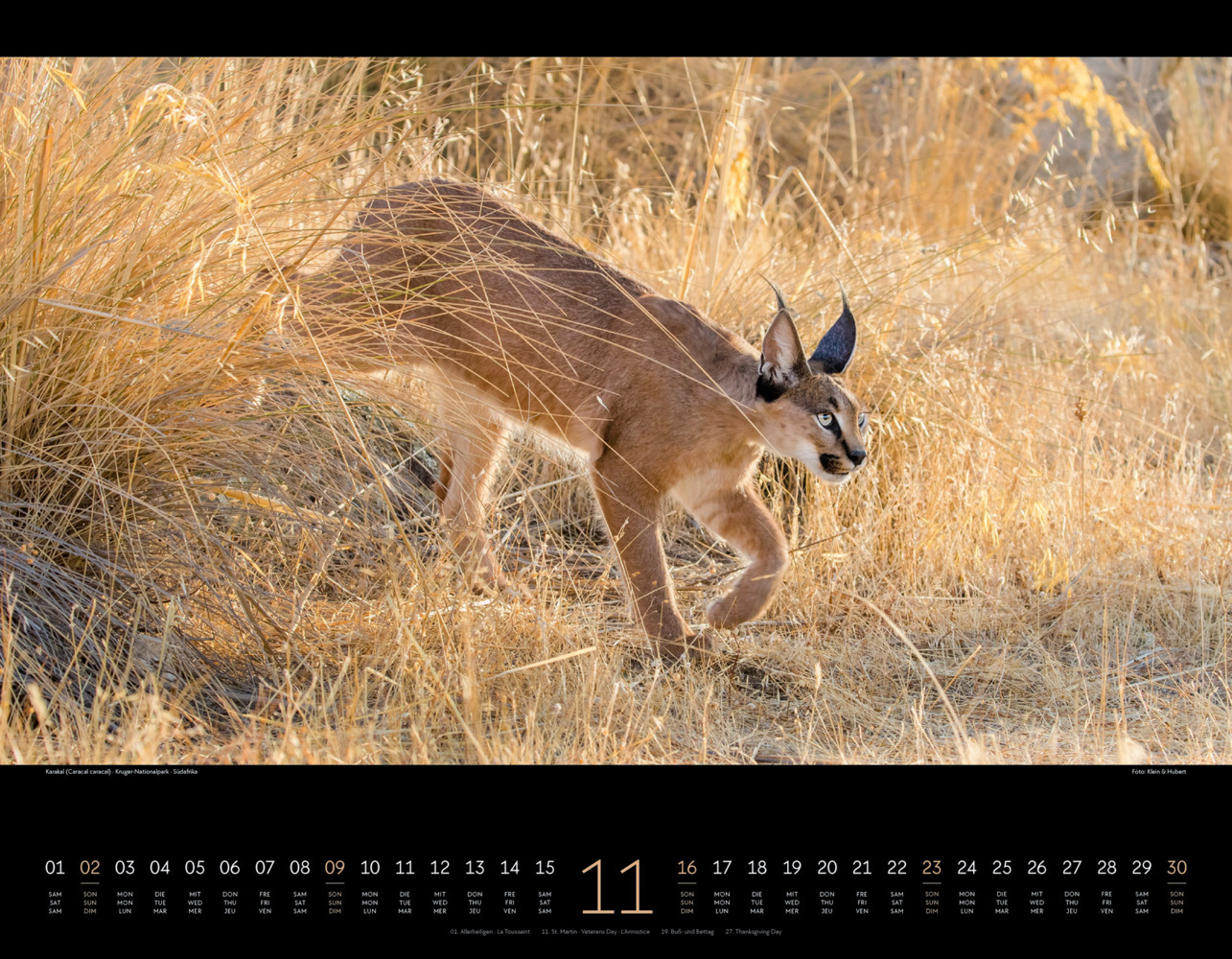 Bild: 9783838425900 | Wildes Afrika Kalender 2025 | Ackermann Kunstverlag | Kalender | 14 S.