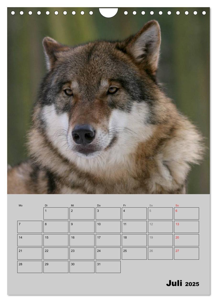 Bild: 9783457024201 | Wolf-Gesichter (Wandkalender 2025 DIN A4 hoch), CALVENDO...