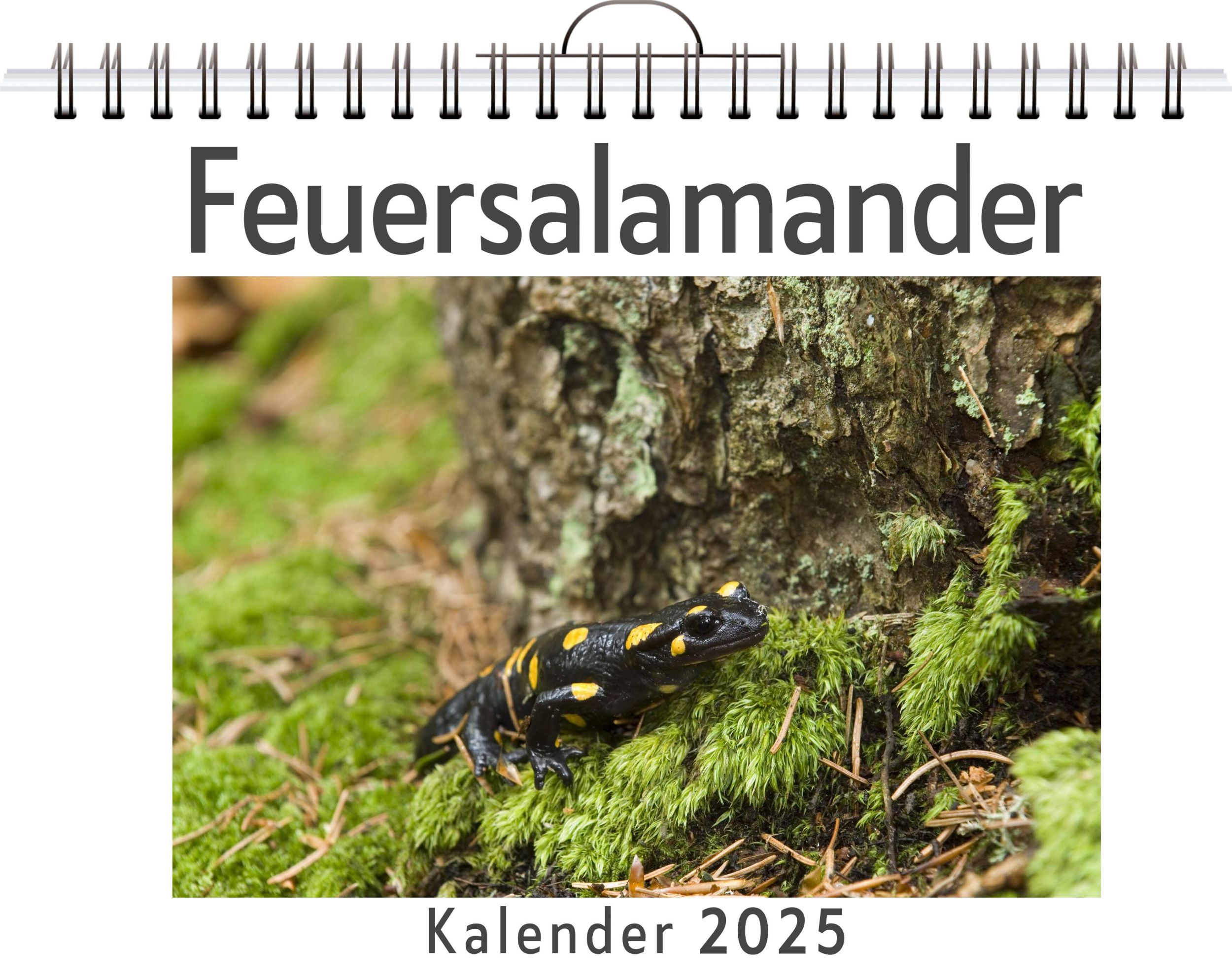 Cover: 9783759124982 | Feuersalamander | Paul Günther | Kalender | Kalender | 14 S. | Deutsch