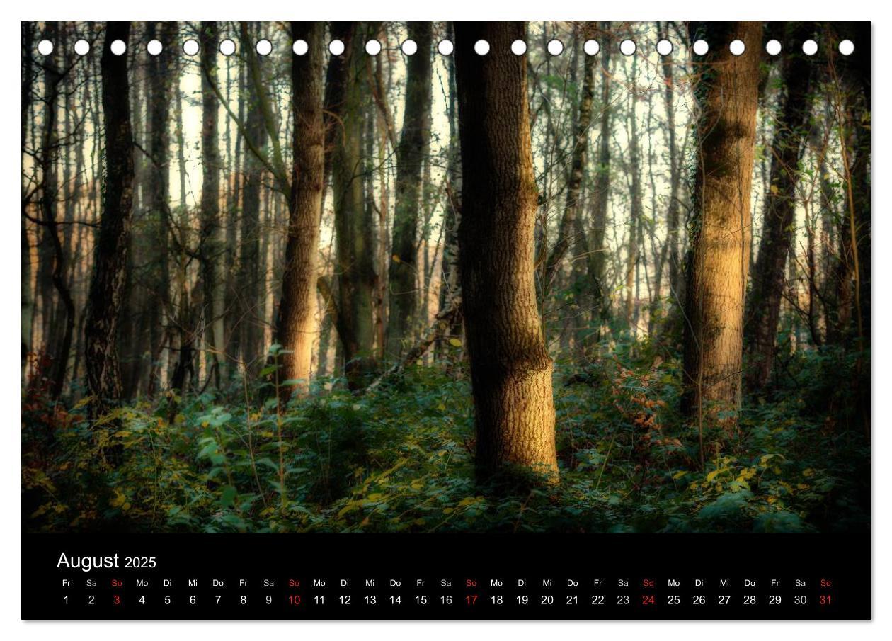 Bild: 9783435500307 | Mystische Wälder (Tischkalender 2025 DIN A5 quer), CALVENDO...