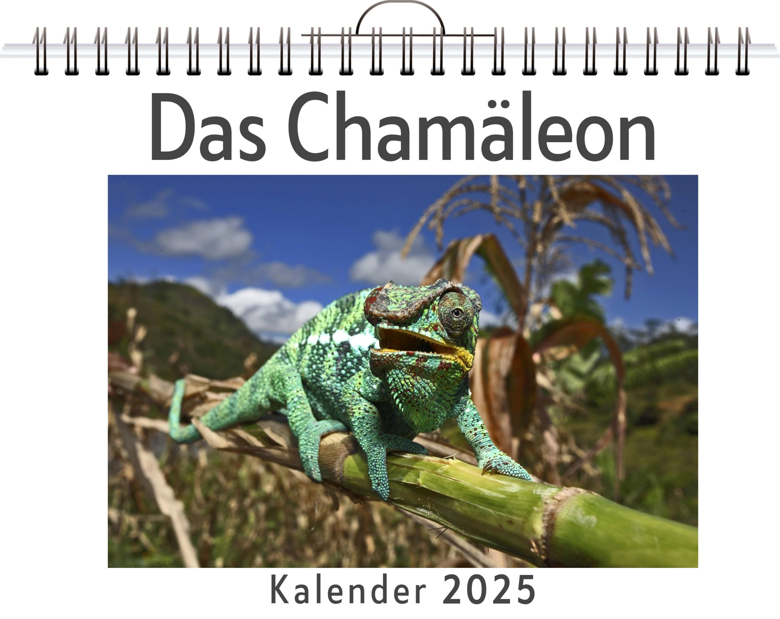 Cover: 9783759125040 | Das Chamäleon | Emma Schubert | Kalender | Kalender | 14 S. | Deutsch