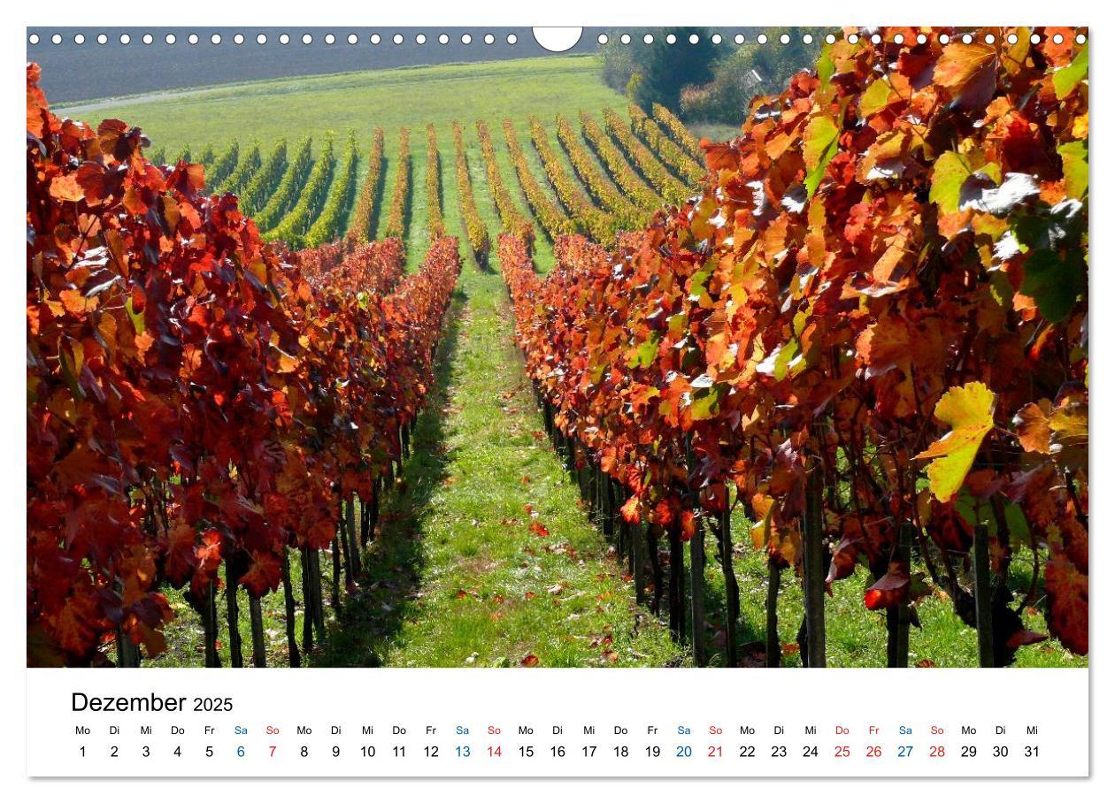 Bild: 9783435804795 | Württemberger Wein 2025 (Wandkalender 2025 DIN A3 quer), CALVENDO...