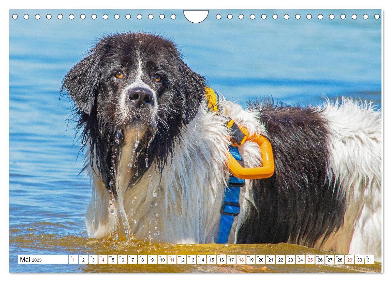 Bild: 9783435306251 | Landseer - Ein starker Freund auf 4 Pfoten (Wandkalender 2025 DIN...