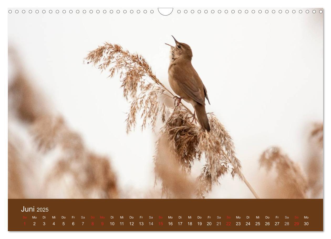 Bild: 9783435516889 | Der Federsee - Vogelparadies in Oberschwaben (Wandkalender 2025 DIN...